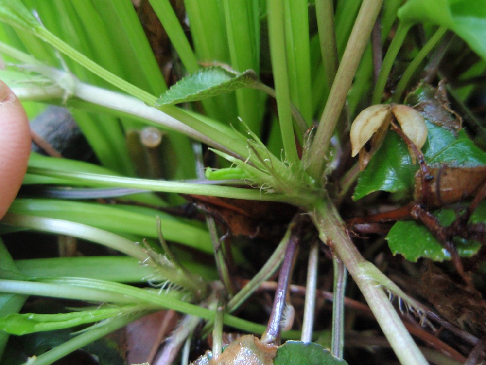 Viola reichenbachiana / Viola silvestre